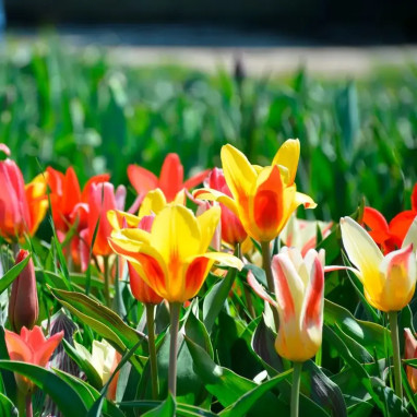 Tulipe Kaufmanniana Mélange - Tulipa | Achat direct au producteur