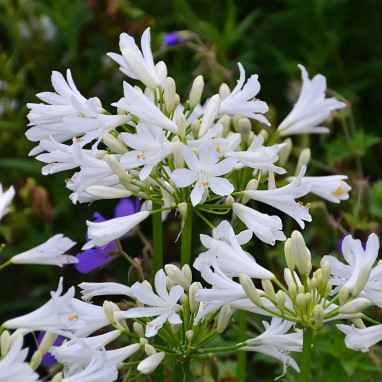 Agapanthe Pitchoune® White - Agapanthus | Achat direct au producteur