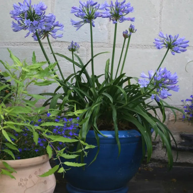 Agapanthe Pitchoune® Blue - Agapanthus | Achat direct au producteur
