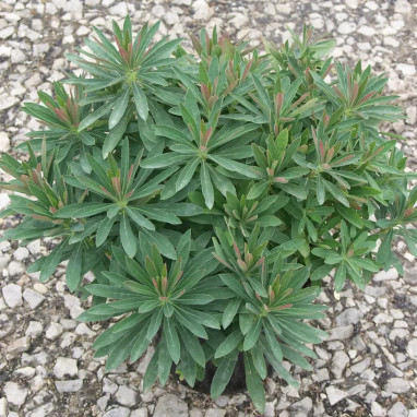Euphorbe 'Bristol Fairy' - Euphorbia martinii | Achat producteur