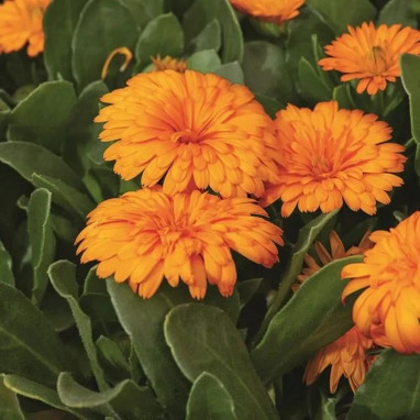 Calendula 'Cheers Tangerine' - Calendula | Achat producteur