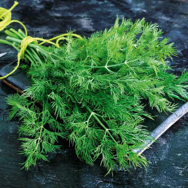 Aneth officinal - Anethum graveolens | Achat direct au producteur