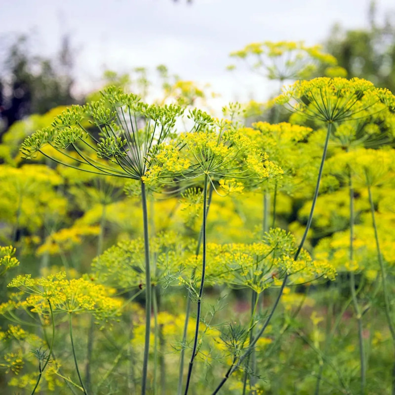 Aneth officinal - Anethum graveolens | Achat direct au producteur