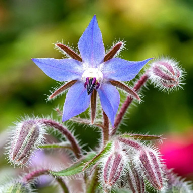 Bourrache officinale - Borago officinalis | Achat direct au producteur