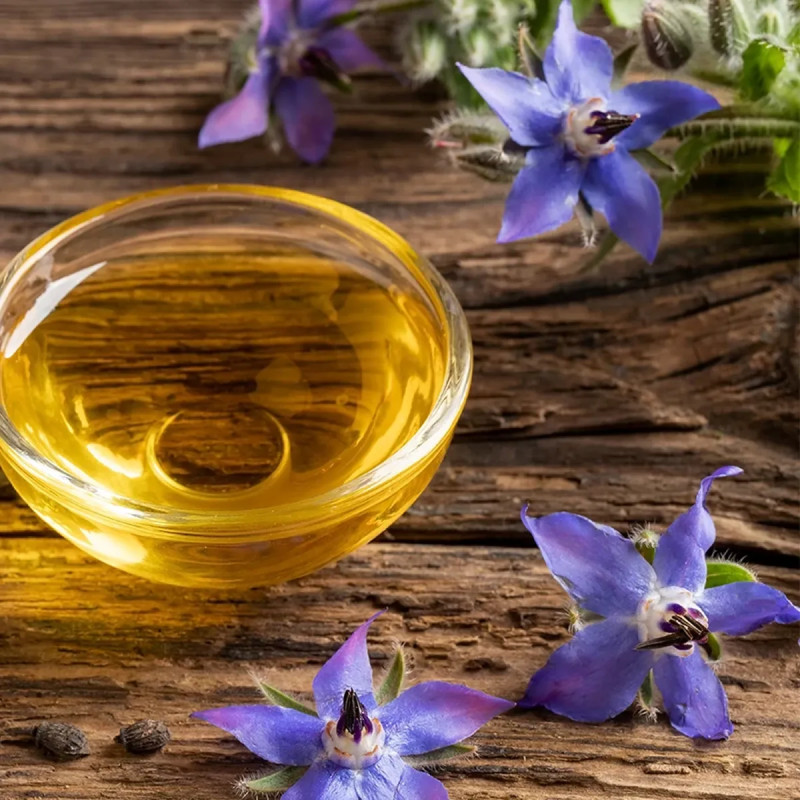 Bourrache officinale - Borago officinalis | Achat direct au producteur