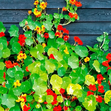 Capucine Grande Variées - Tropaeolum | Achat direct au producteur