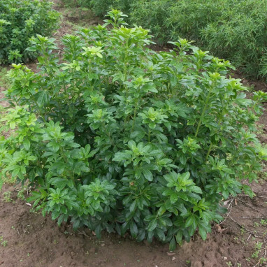 Oranger du Mexique - Choisya ternata | Achat direct au producteur