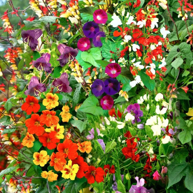 Mélange Fleurs Grimpantes Annuelles | Achat direct au producteur
