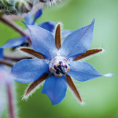 Bourrache officinale BIO - Borago | Achat direct au producteur