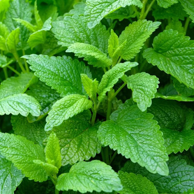 Mélisse officinale BIO - Melissa officinalis | Achat producteur