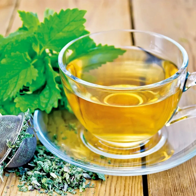 Mélisse officinale BIO - Melissa officinalis | Achat producteur
