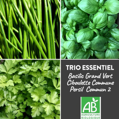 Trio Basilic, Ciboulette, Persil BIO - Aromates | Achat producteur