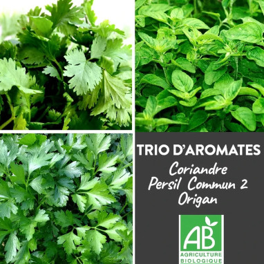 Trio coriandre, origan, persil BIO - Aromates | Achat producteur