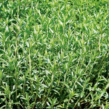 Sarriette annuelle - Satureja hortensis | Achat direct au producteur