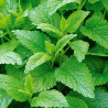 Melisse Officinale