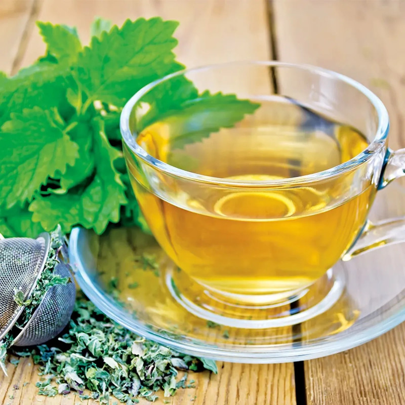Mélisse officinale - Melissa officinalis | Achat direct au producteur
