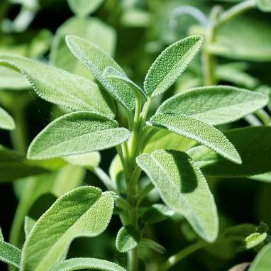 Sauge officinale - Salvia officinalis | Achat direct au producteur