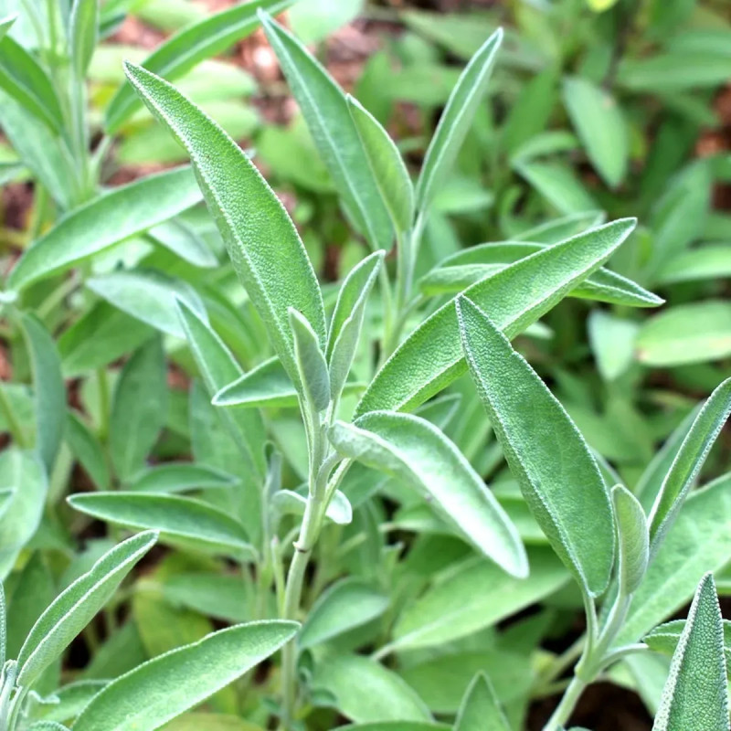 Sauge officinale - Salvia officinalis | Achat direct au producteur