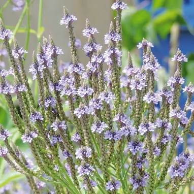 Verveine officinale - Verbena officinalis | Achat direct au producteur