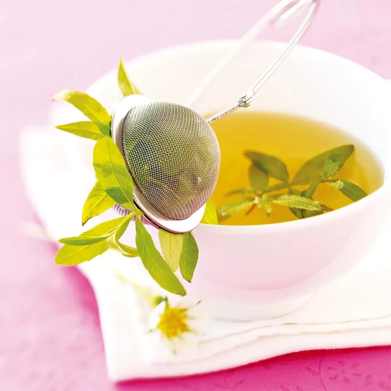 Verveine officinale - Verbena officinalis | Achat direct au producteur