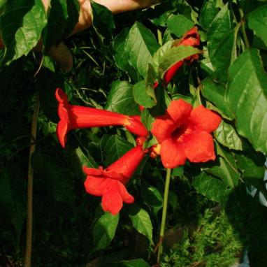 Bignone 'Atropurpurea' - Campsis | Achat direct au producteur