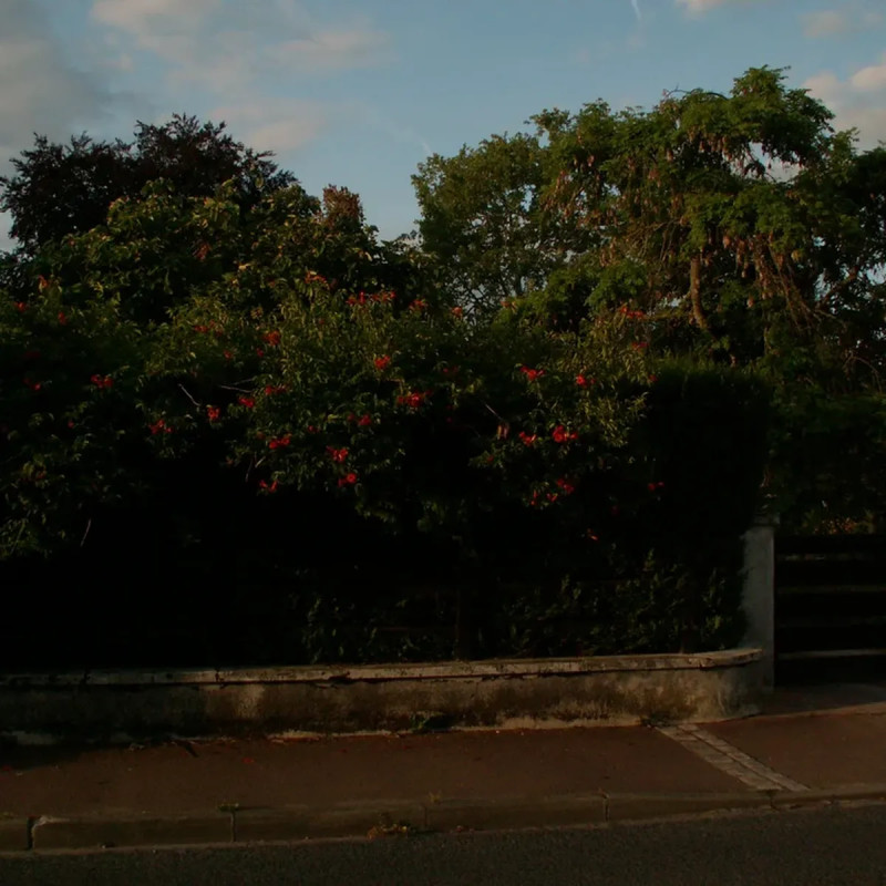 Bignone 'Atropurpurea' - Campsis | Achat direct au producteur