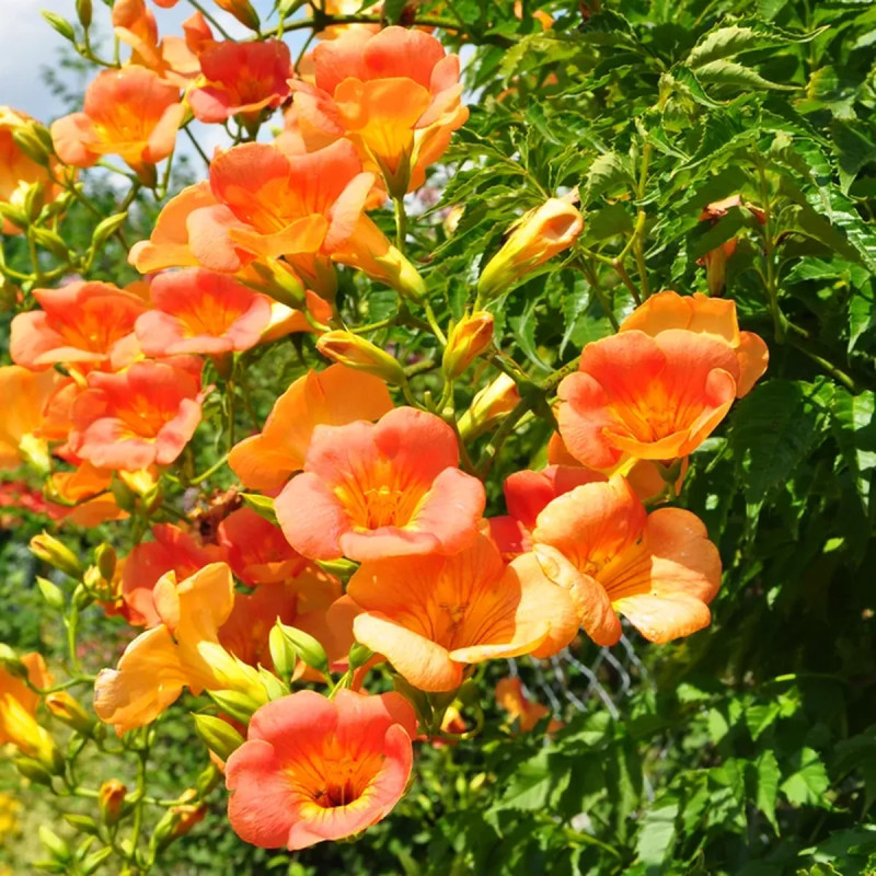 Bignone 'Grandiflora' - Campsis | Achat direct au producteur