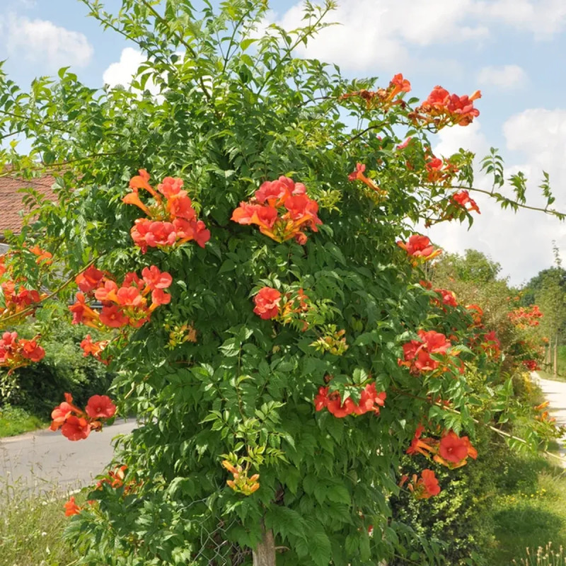 Bignone 'Grandiflora' - Campsis | Achat direct au producteur
