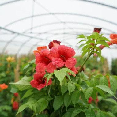 Bignone radicans - Campsis | Achat direct au producteur