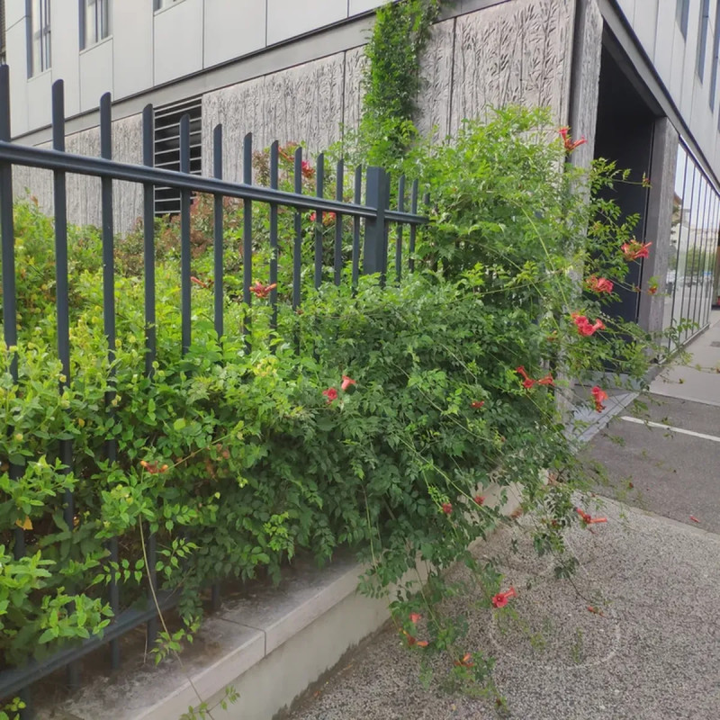 Bignone radicans - Campsis | Achat direct au producteur