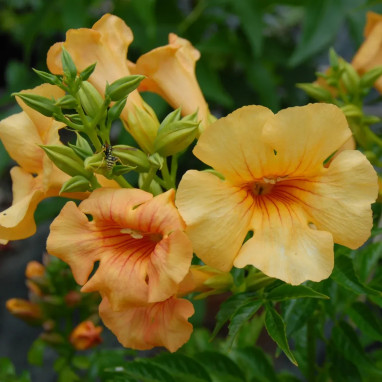 Bignone Summer Jazz® Gold - Campsis | Achat direct au producteur