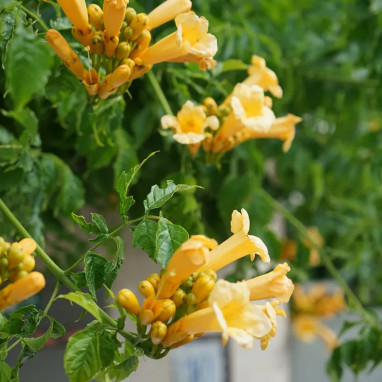 Bignone 'Flava' 'Yellow Trumpet' - Campsis | Achat producteur