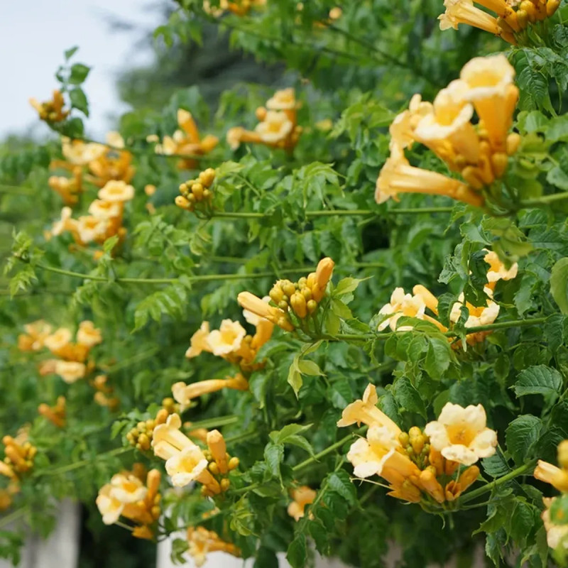 Bignone 'Flava' 'Yellow Trumpet' - Campsis | Achat producteur
