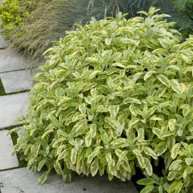 Salvia officinalis 'Aurea' - Sauge dorée | Achat direct au producteur