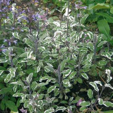 Salvia officinalis 'Tricolor' - Sauge tricolore | Achat producteur