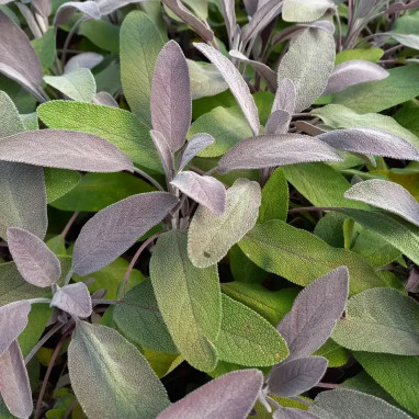 Sauge 'Purpumantel' - Salvia officinalis | Achat direct au producteur