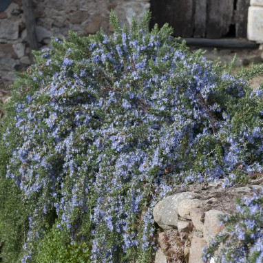 Romarin 'Pointe du Raz' - Rosmarinus | Achat direct au producteur