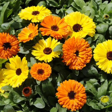 Souci - Calendula officinalis | Achat direct au producteur