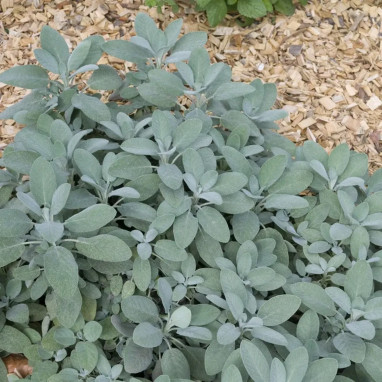 Sauge officinale 'Culinaria' - Salvia | Achat direct au producteur