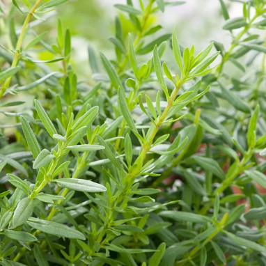 Hysope officinale - Hyssopus | Achat direct au producteur
