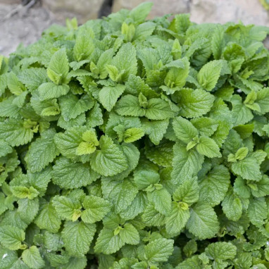 Mélisse citronnelle - Melissa officinalis | Achat direct au producteur