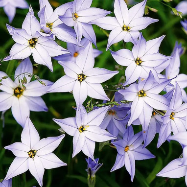 Ipheion uniflorum - Iphéion | Achat direct au producteur