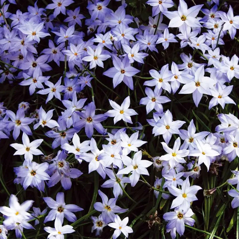Ipheion uniflorum - Iphéion | Achat direct au producteur