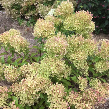 Hortensia paniculé Romantic Ace® - Hydrangea | Achat producteur