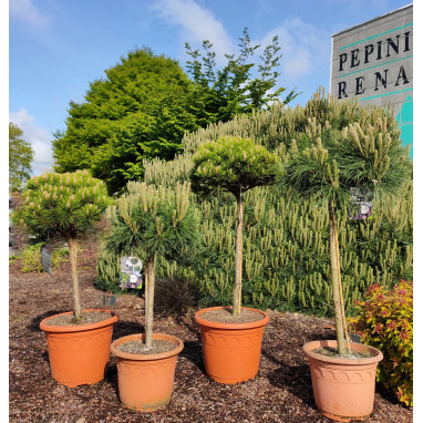 Pin noir 'Pierrick Bregeon' - Pinus nigra | Achat producteur