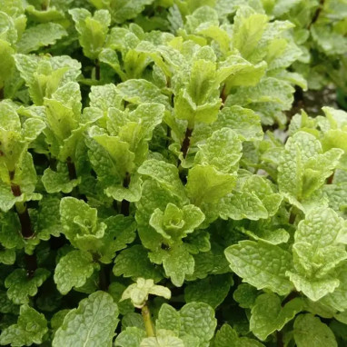 Menthe Hollywood - Mentha spicata | Achat direct au producteur