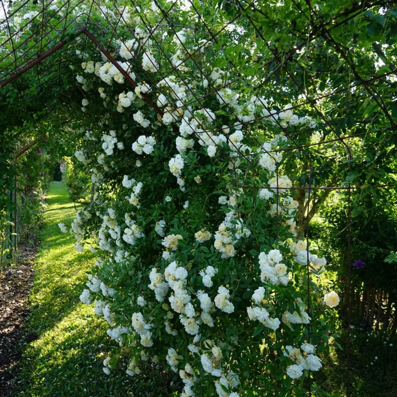 Rosier grimpant 'Ghislaine Féligonde' - Rosa | Achat producteur