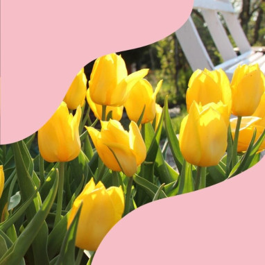 Assortiment printanier fleurs jaunes