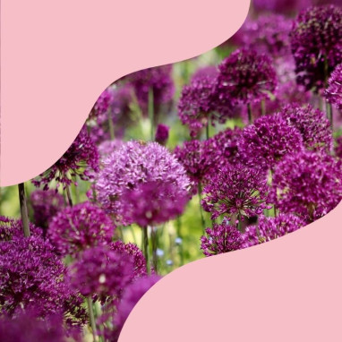 Assortiment printanier fleurs violettes