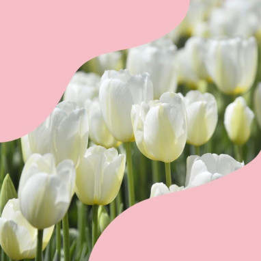 Assortiment printanier fleurs blanches